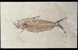 Cretaceous Fossil Fish (Nematonotus) - Lebanon #48526-1
